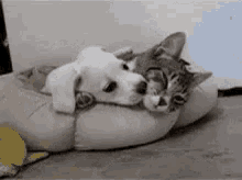 Kitten And Puppy Love GIFs | Tenor