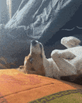 a brown and white dog laying on its back on a blanket
