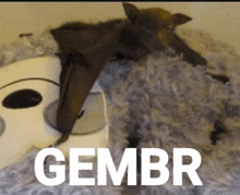 a bat laying on top of a stuffed animal with the word gembr written in white