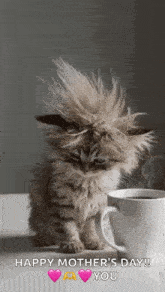 a kitten is sitting next to a cup of coffee on a table .