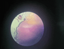 a microscope shows a purple and yellow colored planet
