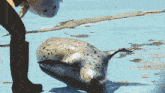 a seal is laying on the ground next to a person
