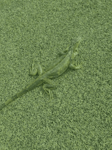 Iguana Grass GIF - Iguana Grass GIFs
