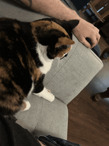a calico cat is laying on a couch next to a man 's arm