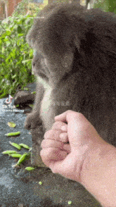 a tiktok video of a person feeding a monkey with a green bean