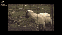 a sheep is standing behind a wire fence looking at the camera .