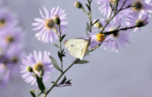Motylek Biały GIF
