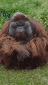 a large orangutan is laying down in the grass with his arms crossed
