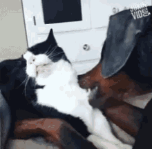 Dog Itching Cat Itch Right There GIF - Dog Itching Cat Itch Right There Scratch GIFs