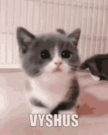 Vyshusosu Vyshuscat GIF - Vyshusosu Vyshus Vyshuscat GIFs