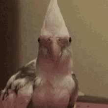 Cockatiel Bird GIF