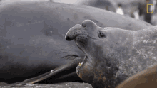 time to rest short film showcase world penguin day elephant seal resting my head