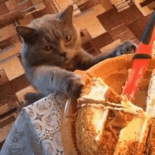 Funny Animals Bad Kitty GIF - Funny Animals Bad Kitty Cake Tasting GIFs