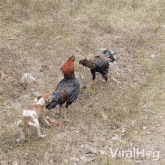 Stopping The Fight Dog GIF