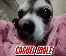 Caguei Cachorro GIF - Caguei Cachorro GIFs