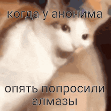 a picture of a cat with the words " когда у анонима " on it