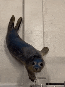 a seal is hanging upside down on a wall