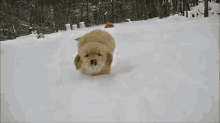 dog puppy puppies golden retriever snow