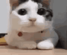 Cat Kitty GIF - Cat Kitty No GIFs