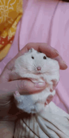 Do Nothing GIF - Do Nothing Hamster GIFs