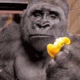 Gorila Em Choque GIF - Gorila Em Choque GIFs