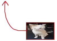 a picture of a cat with its tongue out and an arrow pointing upwards