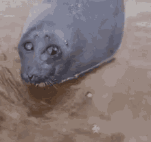 Seal Fucked Up Creature GIF - Seal Fucked Up Creature Aah GIFs