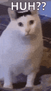 a white cat with a black spot on its head is standing on a bed and says huh ?