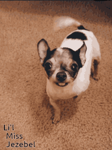 Chihuahua Dog Cheech GIF