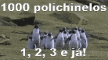Polichinelo Pinguim Academia Animais Exercicio GIF - Jumping Jacks Penguin Gym GIFs