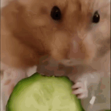Hamster Eat GIF - Hamster Eat GIFs