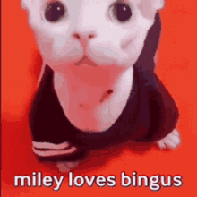 Miley Loves Bingus Miley GIF - Miley Loves Bingus Miley Loves Bingus GIFs