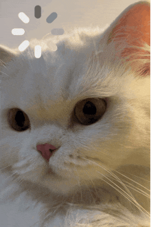 a close up of a white cat 's face with brown eyes