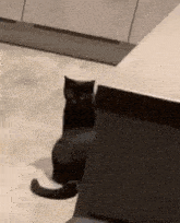 Penesme Black Cat GIF - Penesme Esme Black Cat GIFs
