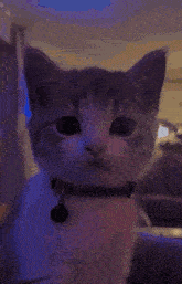 Cat Wink Rizz GIF - Cat Wink Rizz GIFs