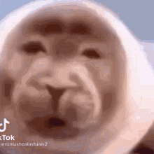 Seal Crying GIF - Seal Crying - Discover & Share GIFs