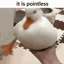 Duck It Is Pointless Duck GIF - Duck It Is Pointless Duck It Is Pointless GIFs