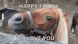 a brown horse wearing a bridle is looking at the camera with the words `` happy friday i love you '' .