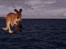 Kangaroo Hopping In The Ocean GIF - Kangaroo Hopping In The Ocean GIFs