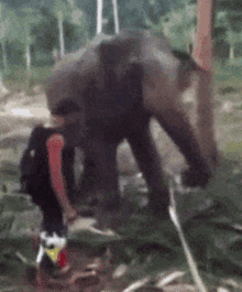 Thats Hilarious Elephant GIF - Thats Hilarious Elephant Touch Nose GIFs