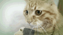 Cat Vacuum GIF - Cat Vacuum Smoke GIFs