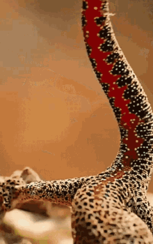 Gecko Animal Del Dia Vostok01 GIF