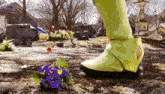 a person in yellow boots is standing next to a purple flower in the dirt