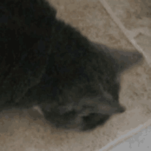 Cat Munch Rotmg Catmunch GIF