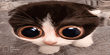 a picture of a cat 's face with the words let 's enhance i.i.o. on the bottom