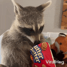 Chewing Raccoon GIF - Chewing Raccoon Viralhog GIFs