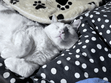 White Cat Sleeping GIF