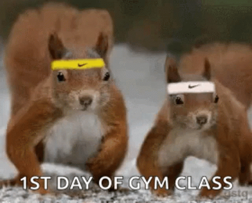 Funny Animals GIF - Funny Animals First Day Of Gym Class - Discover & Share  GIFs