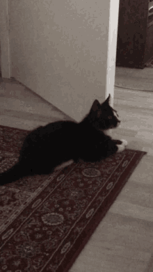 Cat Funny Cat GIF - Cat Funny Cat Cat Jump GIFs