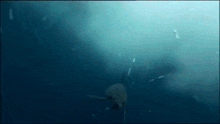 Mako Shark GIF - Mako Shark GIFs